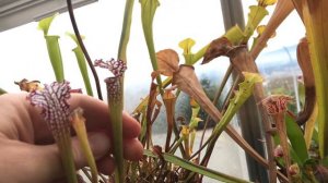 Temperate Greenhouse tour: Fall update on what stays out and what moves in