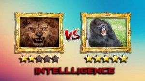 Lion VS Gorilla - Gorilla VS Lion Fight Real Video - Blondi Foks