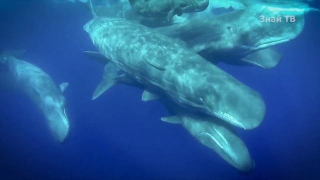 Морские обитатели, морские жители, Обитатели морей и океанов Развивающие мультики Подводный мир