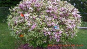 Вейгела цветущая Вариегата (variegata) ? обзор: как сажать, саженцы вейгелы Вариегата