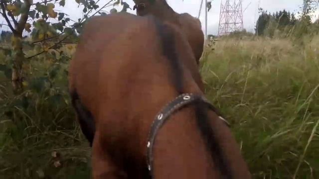 Коза которая не покрывается и метод А.Сосновского. смотреть онлайн