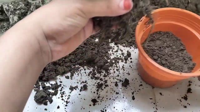 মিনি সিংগোনিয়াম এর যত্ন ও সম্পূর্ন পরিচর্যা । complete care of Mini Syngonium. смотреть онлайн