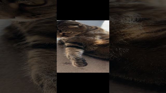 ЧЕССИ🐯ГРЕЕТ ПУЗИКО НА СОЛНЫШКЕ🧩