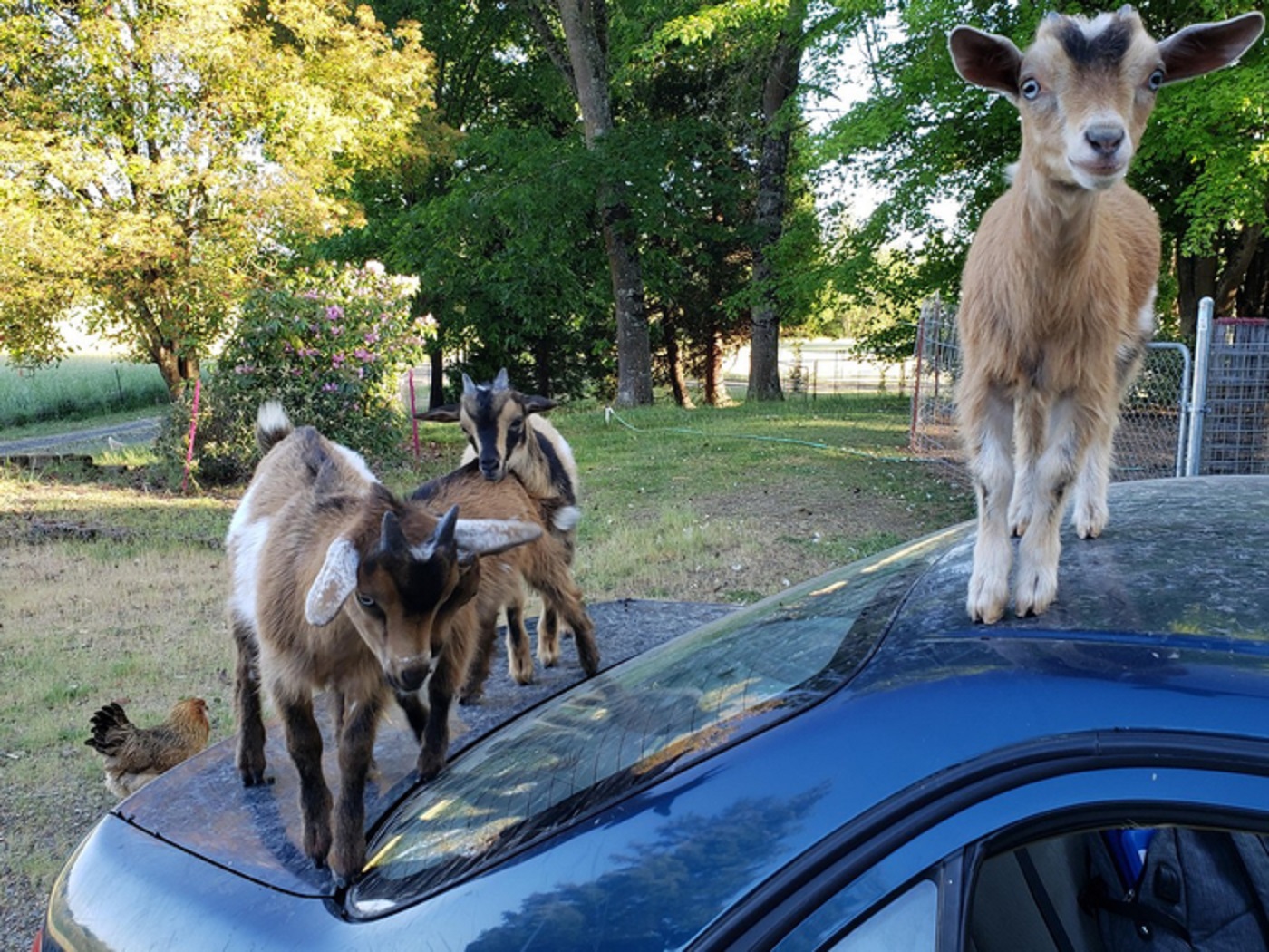 Деревенские автолюбители с фото приколами.