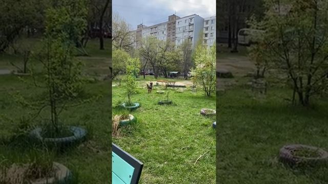 Немецкая овчарка Локки ловит бабочку.mp4 смотреть онлайн