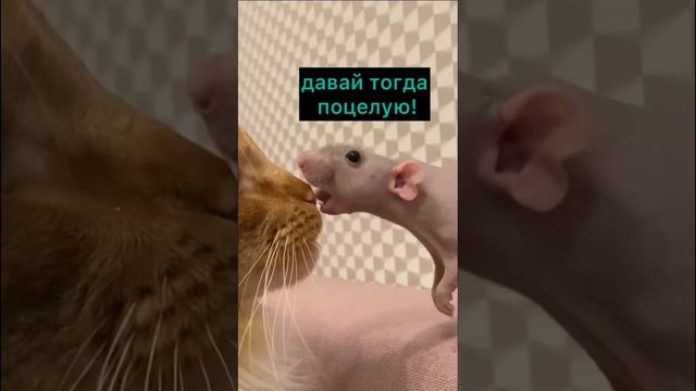 Крыса целует кота Мейн-Куна #кот #крыса #cat #mainecoon #funnyanimals #rat