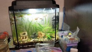 Артезианская вода в аквариум с рыбками.!