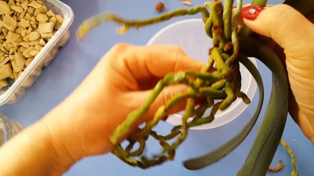 пересадка ОРХИДЕИ Sesame .много корней!!!29.04.2020. смотреть онлайн