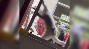 Подборка неугомонных питомцев!??