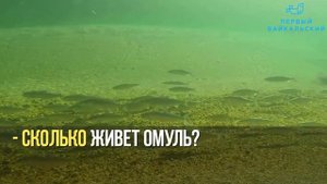 Байкальский омуль: чем знаменита главная рыба Байкала