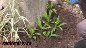 Гелихризум – выращивание. Неприхотливый сухоцвет, радующий цветением до заморозков