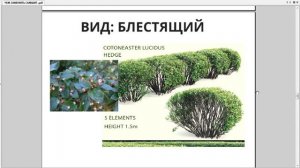 Чем заменить самшит - вечнозеленые лиственные кустарники которые идеально заменят самшит