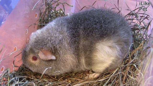 Морская свинка Продолжительность жизни на ilikepet смотреть онлайн