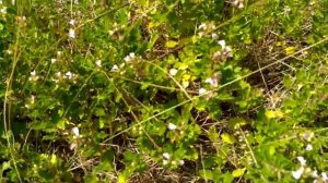 53. ТЕРРАСЫ - в органическом земледелии, если участок со склоном.