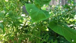 Tamarillo Tree in the Shade - Massive Leaf Growth (AWESOME)