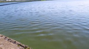 Сулежский борок 12 07 2018 года рыбалка