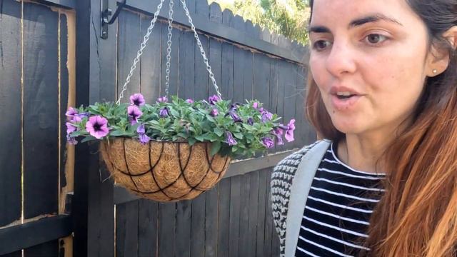 Petunia and boxwood propagation 03/14/2023 Zone 9a florida home gardener смотреть онлайн