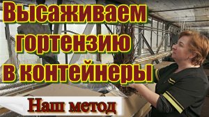 Как мы высаживаем гортензию в контейнеры