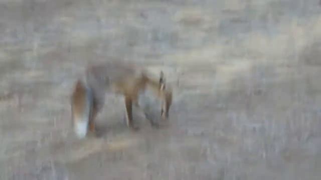 Видео охота на лису. Кормление дикой лисы в живой природе. Feeding a wild fox in the wild.