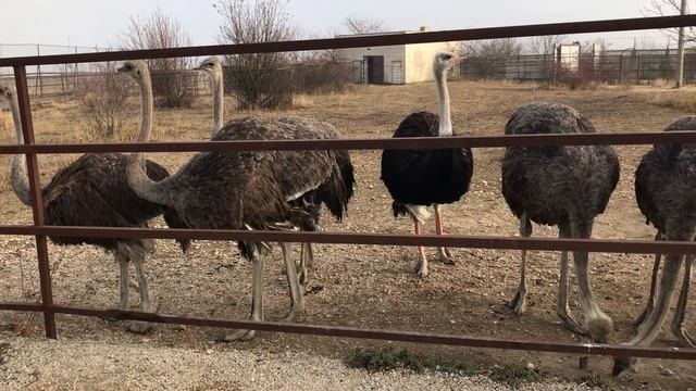 Семейство страусов в Тайгане смотреть онлайн