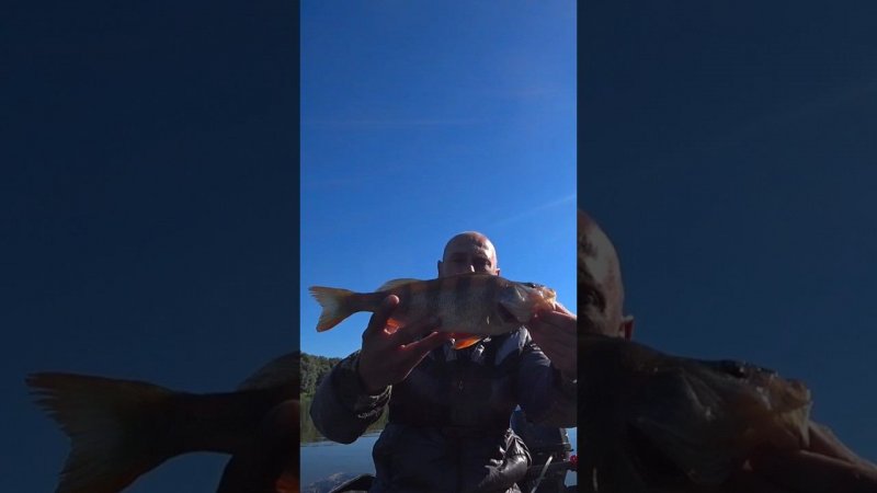 Крупный Окунь на Salmo hornet #рыбалка #fishing