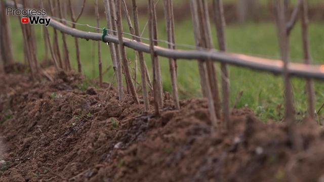 Только Такой Уход За Ремонтантной Малиной Осенью Завалит Ягодой В Следующем Году! смотреть онлайн