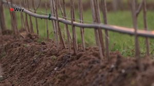 Только Такой Уход За Ремонтантной Малиной Осенью Завалит Ягодой В Следующем Году!