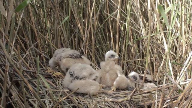 Птенцы болотного луня смотреть онлайн