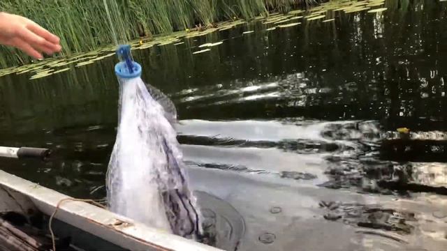 Поймать много рыбы на засолку это легко! смотреть онлайн