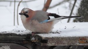 Сойка на кормушке  ( Garrulus glandarius )