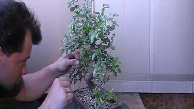 Сагереция Чайная -Бонсай - Окончание ( Часть 1 ) смотреть онлайн