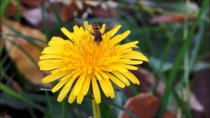 С.С. Прокофьев "Музыка природы"