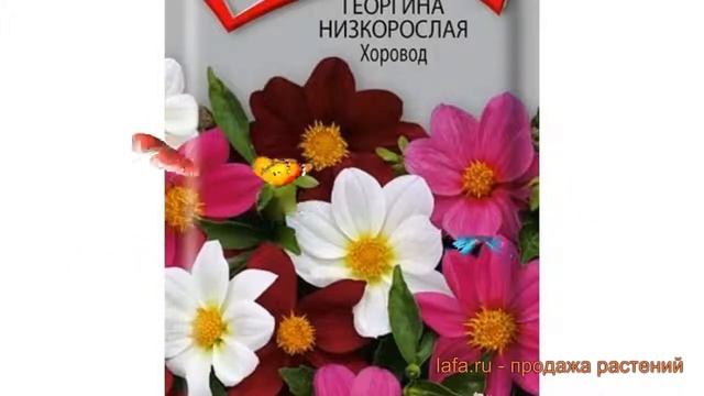 Георгина низкорослая Хоровод (khorovod) ? георгина Хоровод обзор: как сажать семена георгины Хорово смотреть онлайн