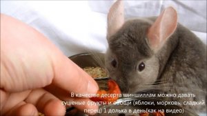Чем кормить шиншилл
