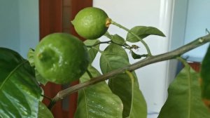 Как вырастить Лимон с цветами, завязями и спелыми плодами одновременно?