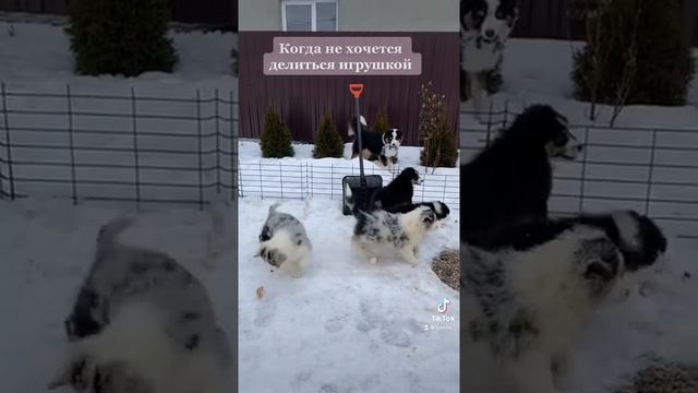 Забавные Аусси!ауссиавстралийсксяовчаркадрессировкасобакмилыещегкивидеосощенками