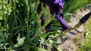 Ирисы на участке разнообразие сортов