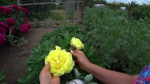 Желтый древовидный пион ALICE HARDING / Сад Ворошиловой