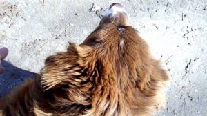 Строгий ошейник? Дрессировка собак, метис питбультерьера и алабая (САО).