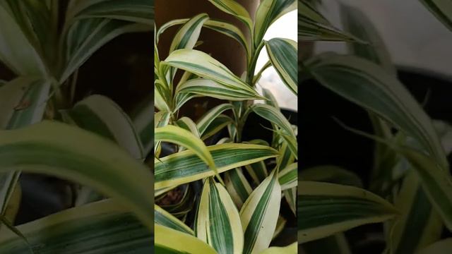 Dracaena reflexa,#song of India or song of Jamaica