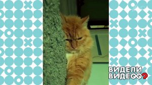 Месть коту. Видели видео? Часть 2. Фрагмент выпуска от 19.12.2021