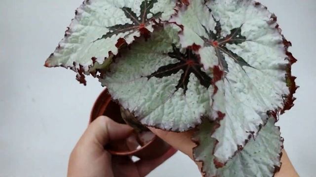 Мои декоративно-лиственные бегонии, часть 1, февраль 2022 г. (Begonia) смотреть онлайн