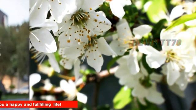 ENG SUB - 6月观剧指南，《#梦华录》《#幸福到万家》《#沉香如屑》都有望大爆【NEWS TT7006月4日】