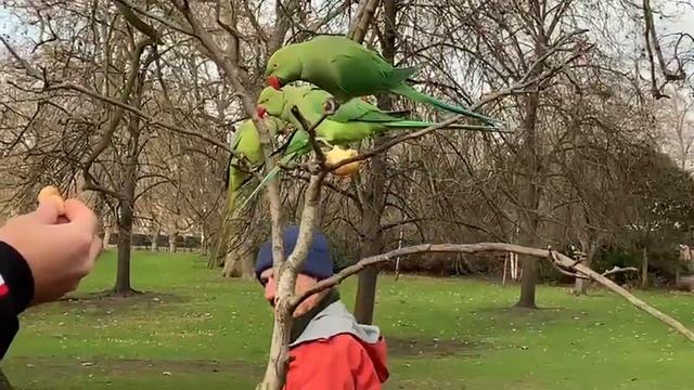 Зелёные попугаи в парке.#звукиприроды #позитив#зеленыепопугаи смотреть онлайн