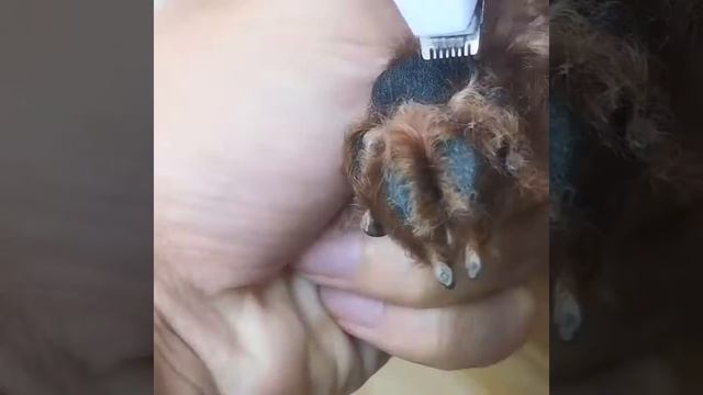 Триммер для для стрижки лап и мордочки кошек собак HK-275A смотреть онлайн