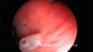 Недержание мочи у собаки, коррекция