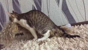 КОТ СПАРИВАЕТСЯ С МЕХОМ