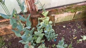 Эустому готовлю к зимовке.