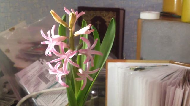 Выгонка Гиацинтов. Часть 3. Цветение смотреть онлайн