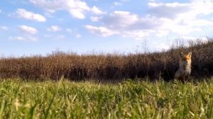 Делаем КОРМУШКУ для КОСУЛИ! 1 Часть.